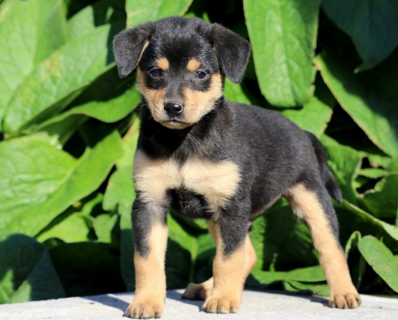 Min Pin Terrier Mix