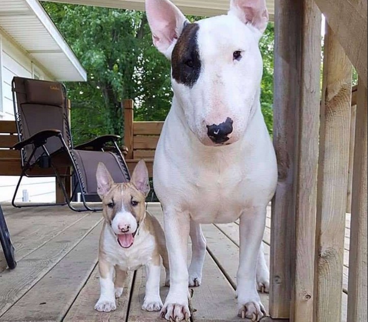 Miniature Bull Terrier For Sale Near Me