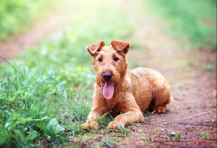 Miniature Irish Terrier