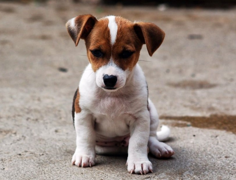 Miniature Jack Russell Terrier Puppies For Sale Near Me