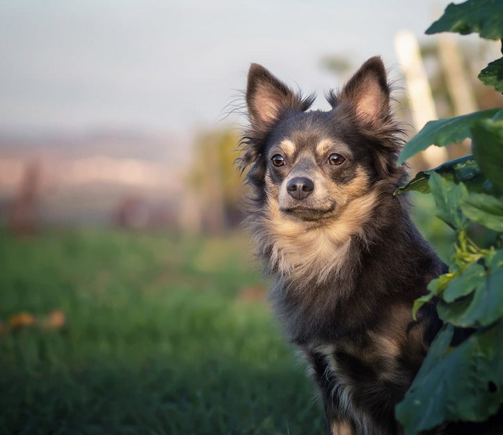 Miniature Pinscher Terrier Mix