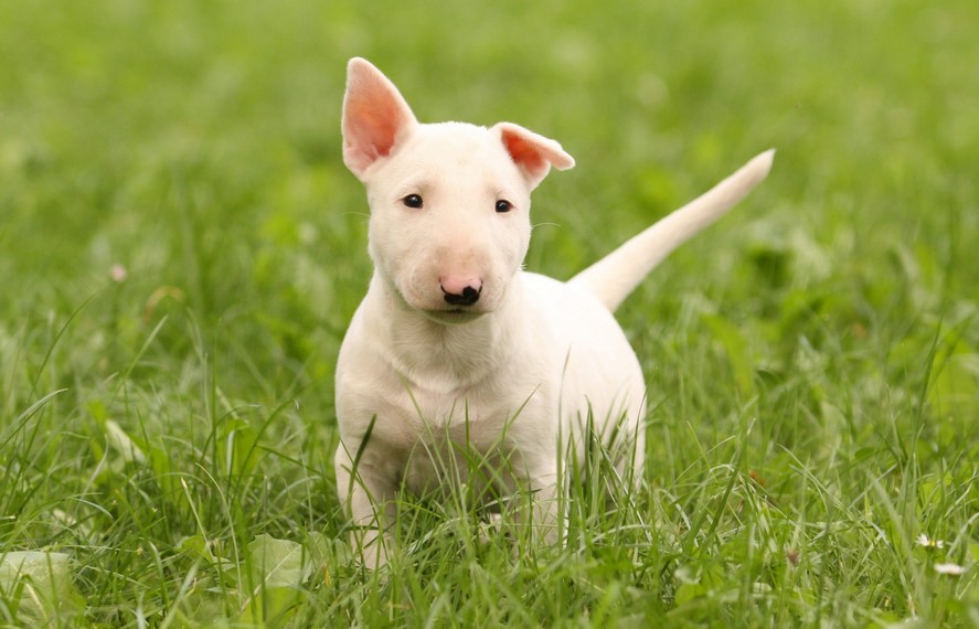 Miniature Pitbull Terrier