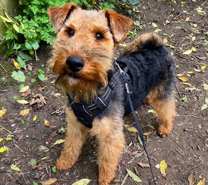 Miniature Welsh Terrier