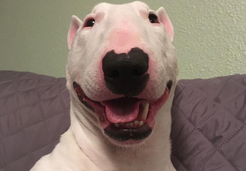 Nelson The Bull Terrier