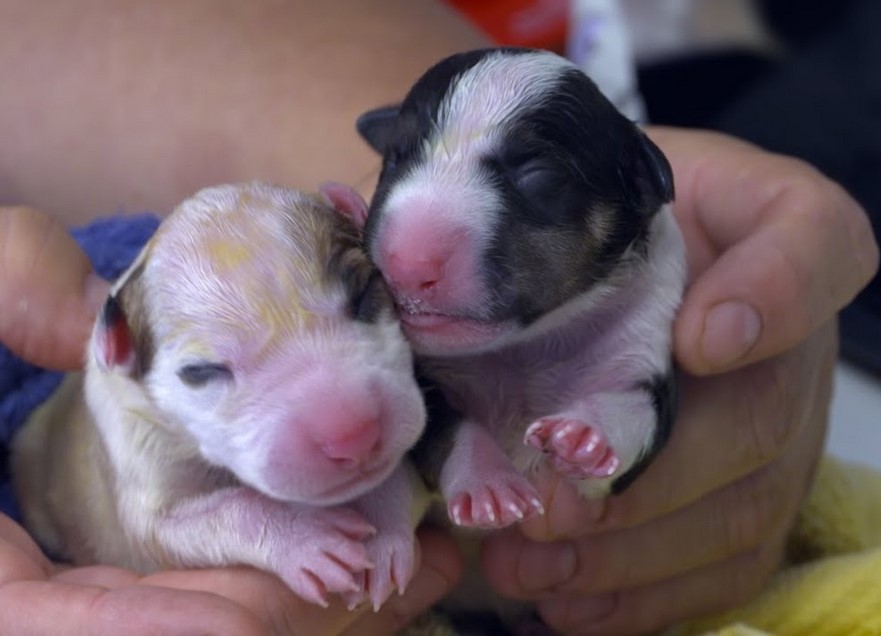 Newborn Bull Terrier Puppies