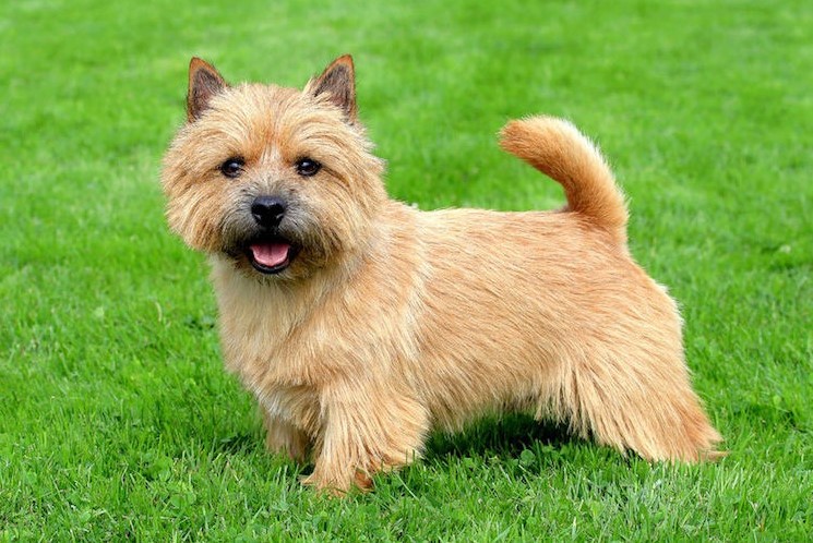 Norwich Terrier Breeders