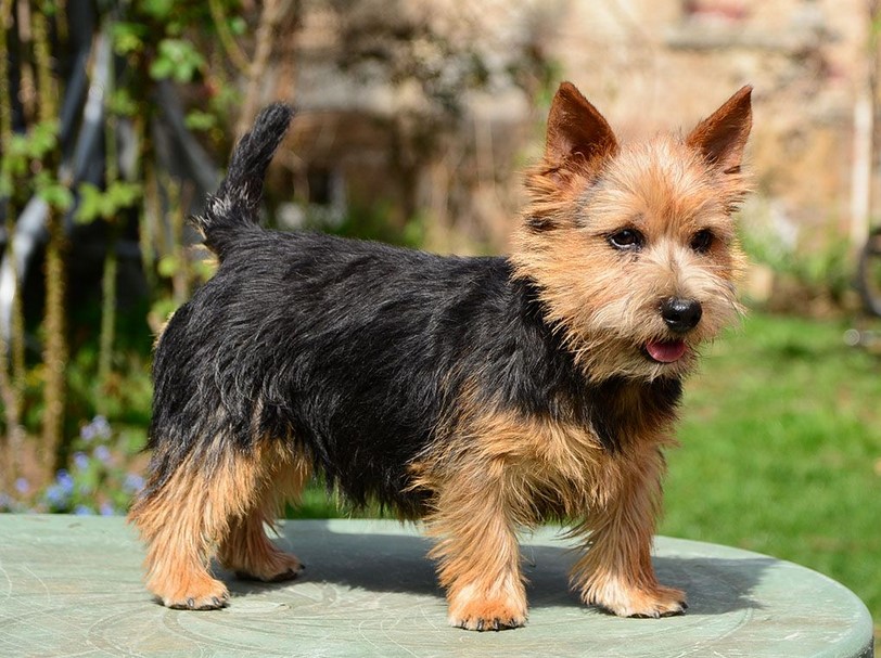 Norwich Terrier Price