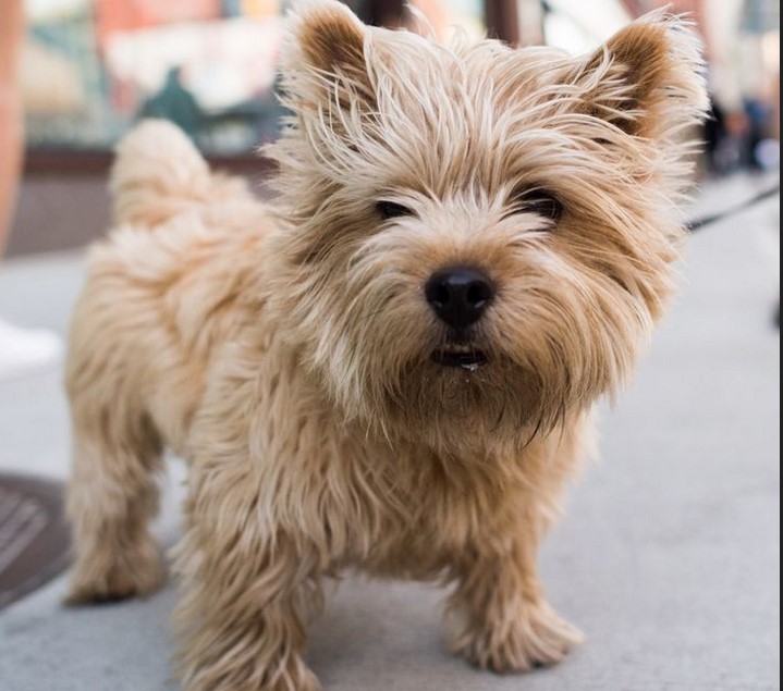 Norwich Terrier Rescue