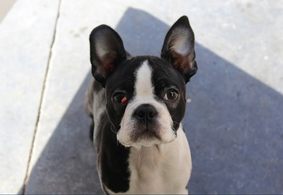 Old Boston Terrier