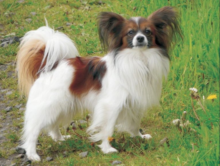 Papillon Terrier Mix