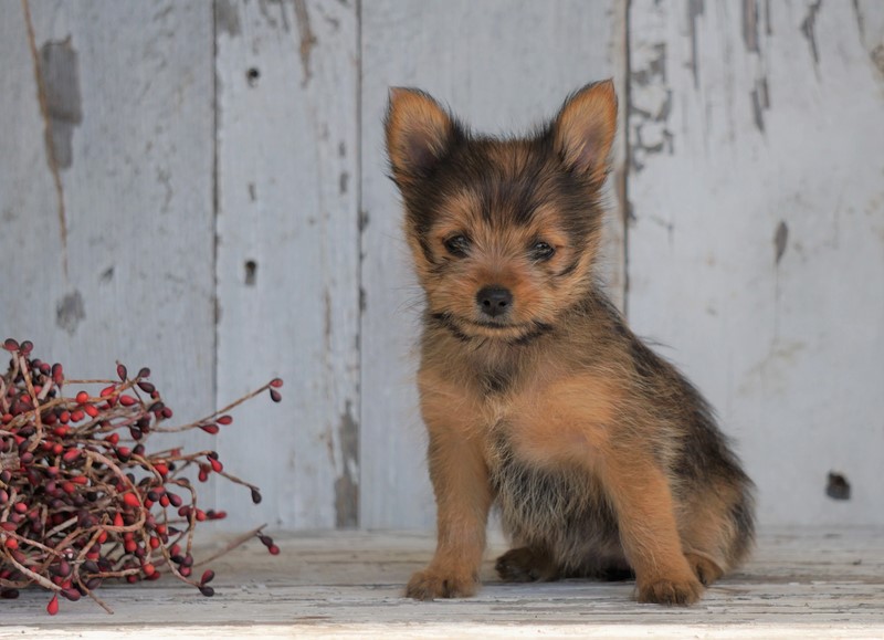 Pomeranian Terrier