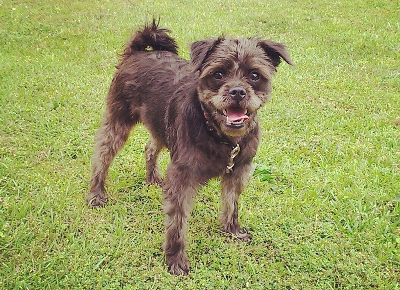 Pug Rat Terrier Mix