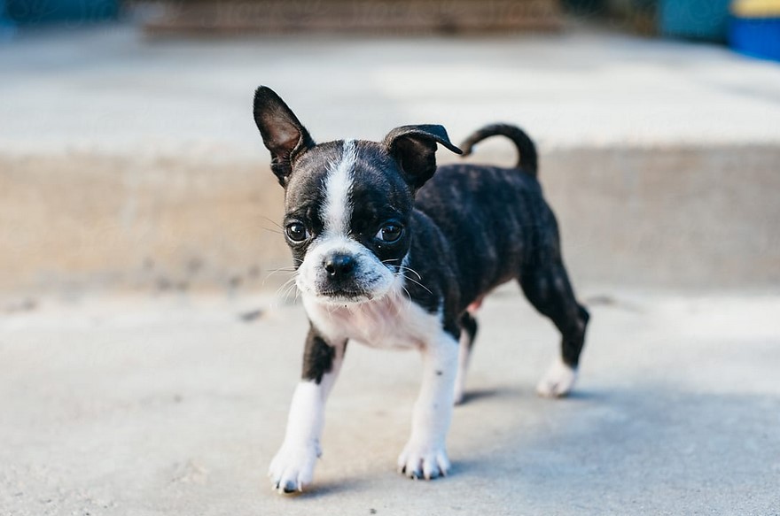 Pug Terrier