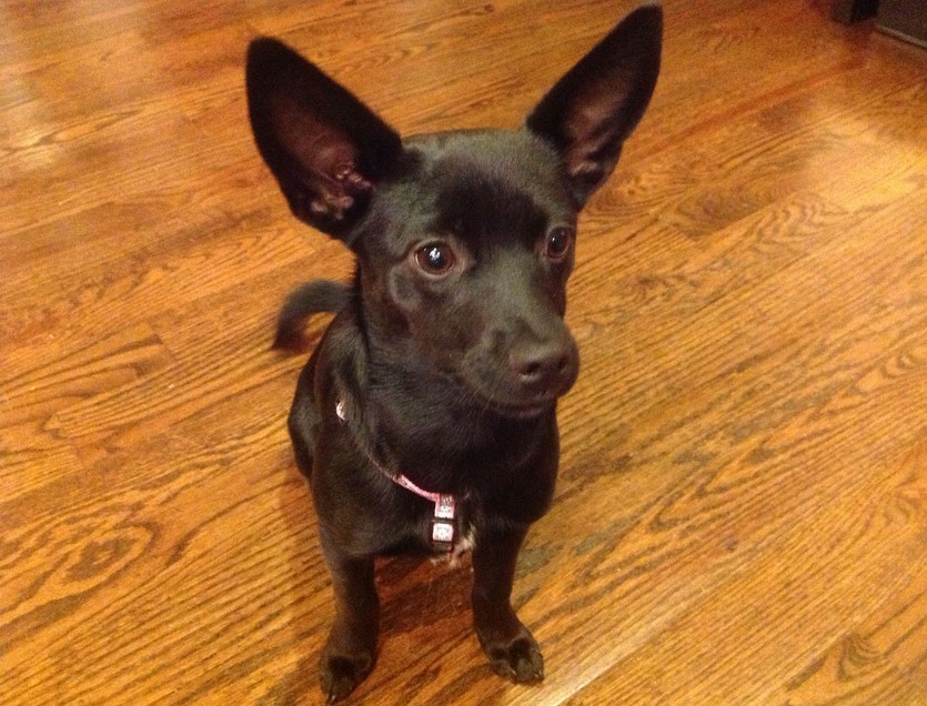 Rat Terrier Chihuahua Mix Black