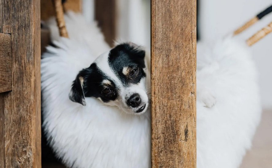 Rat Terrier Chihuahua Mix Puppy