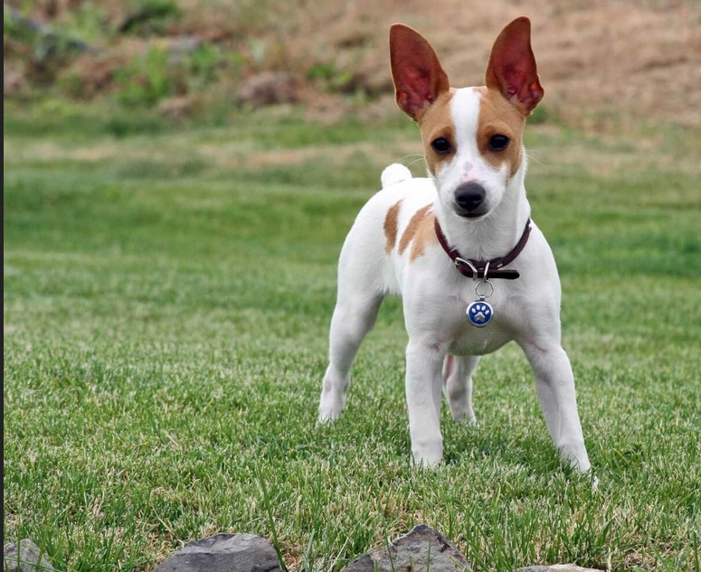 Rat Terrier Colors