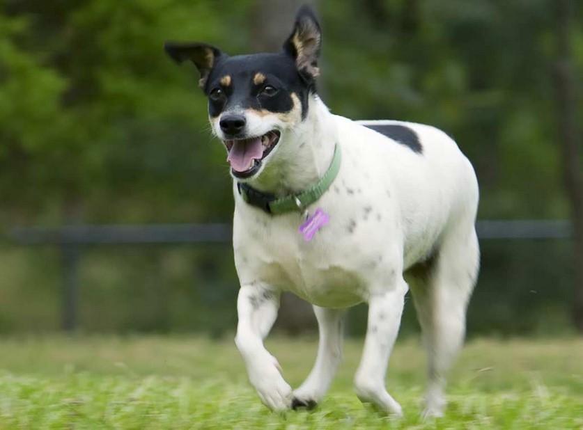 Rat Terrier Life Expectancy