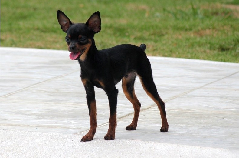 Rat Terrier Min Pin Mix