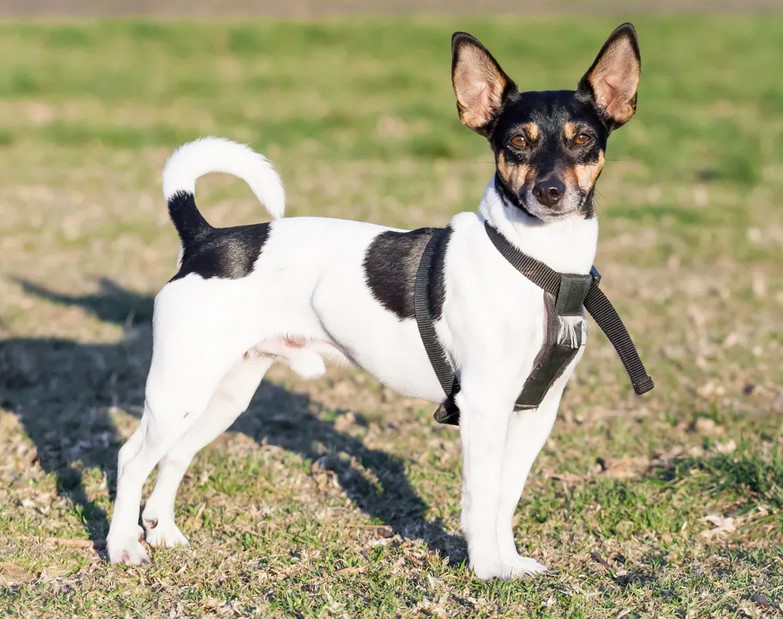 Rat Terrier Tail