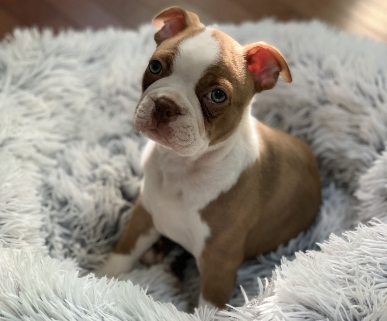 Red Boston Terrier Puppies