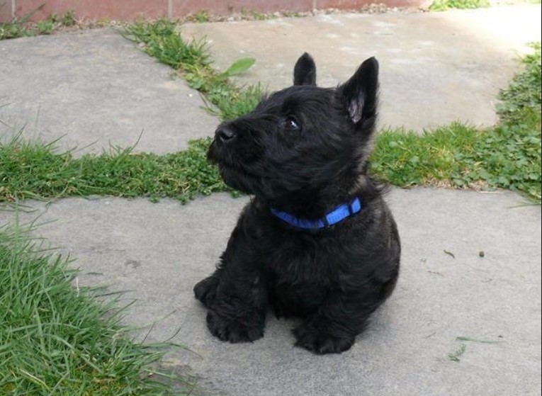 Scottish Terrier Adoption