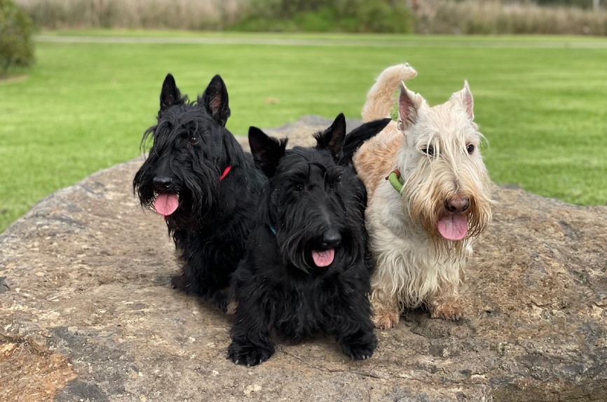 Scottish Terrier Breeders