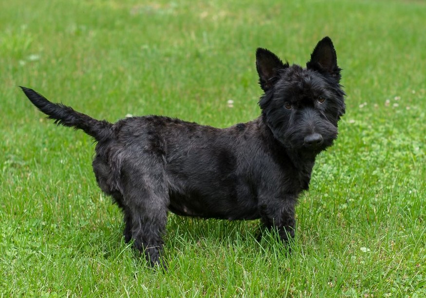 Scottish Terrier Poodle Mix