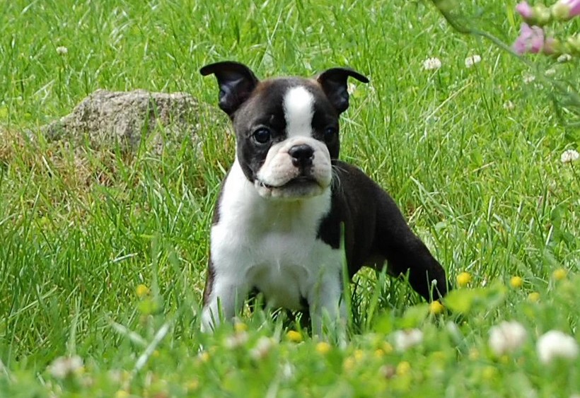 Seal And White Boston Terrier