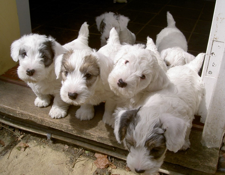 Sealyham Terrier Puppies