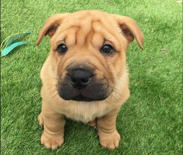 Shar Pei Terrier Mix