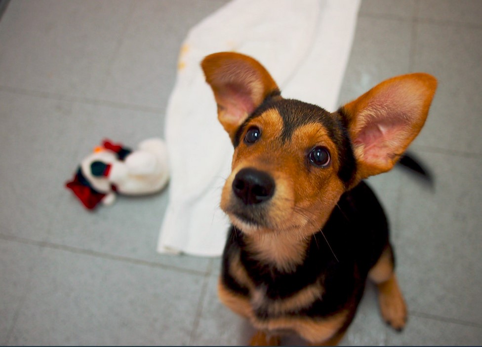 Shepherd Terrier