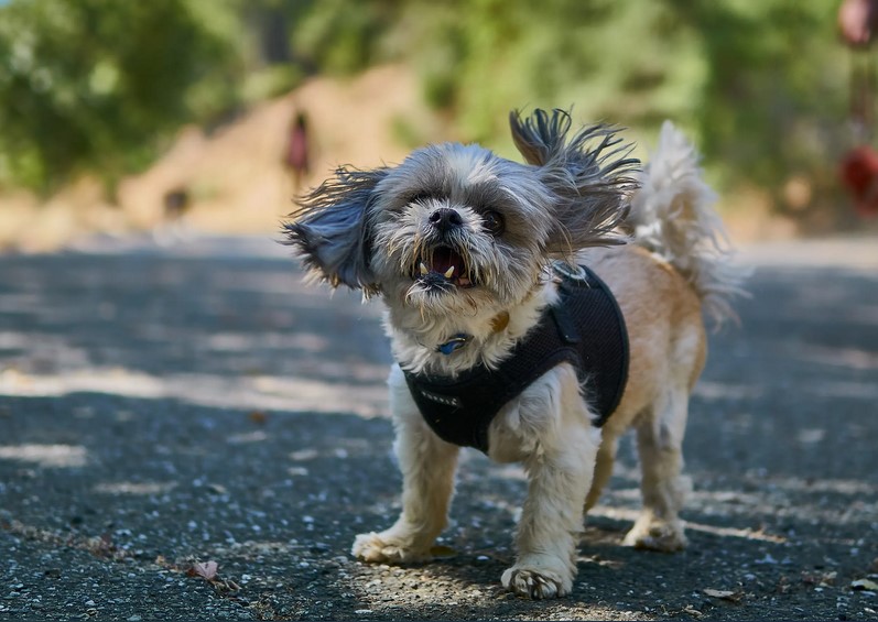 Shih Tzu And Terrier Mix