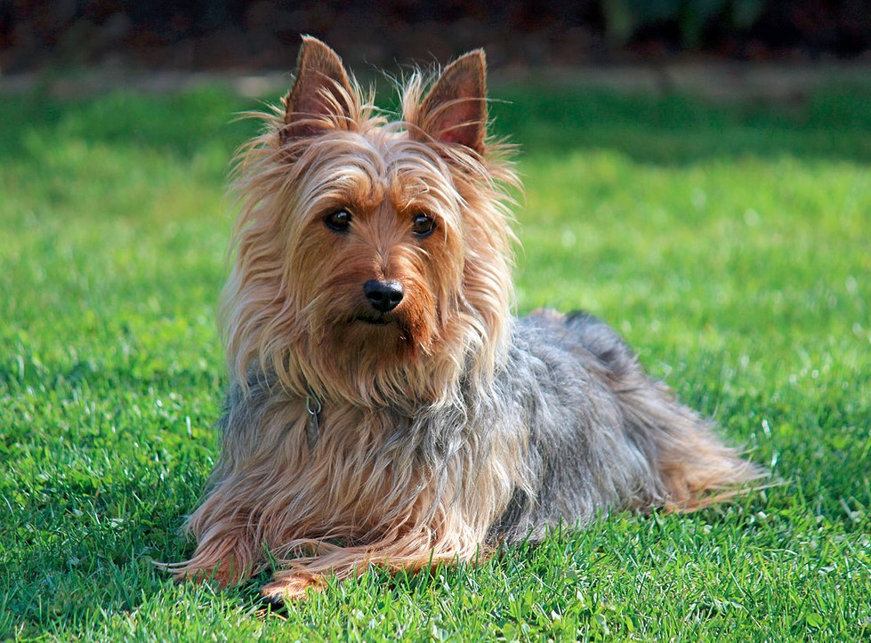 Silky Terrier Mix