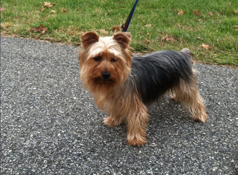 Silky Terrier Rescue