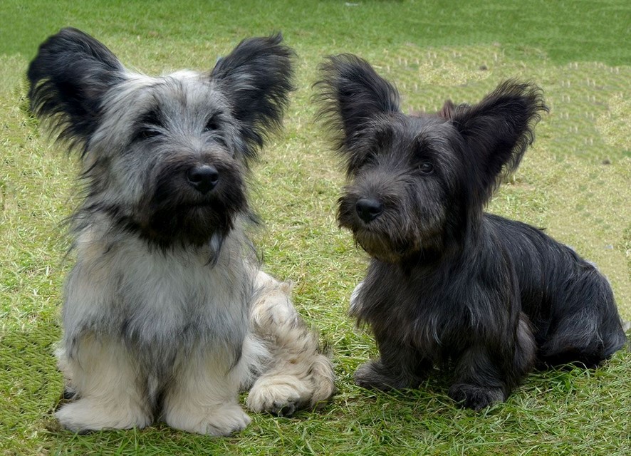 Skye Terrier Puppies