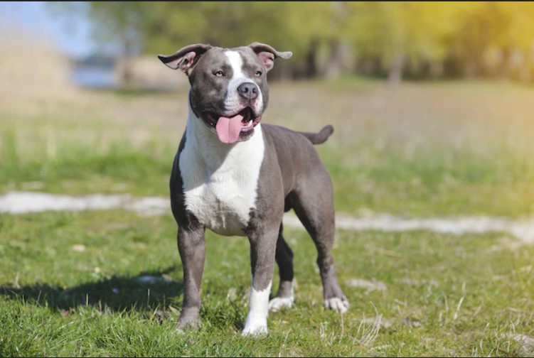 Staffordshire Bull Terrier Lab Mix