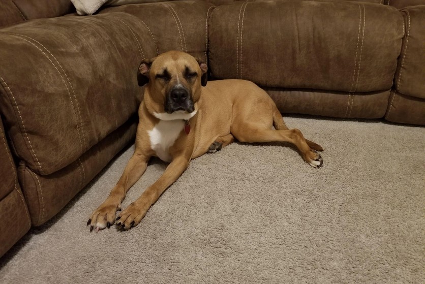 Staffordshire Terrier Boxer Mix