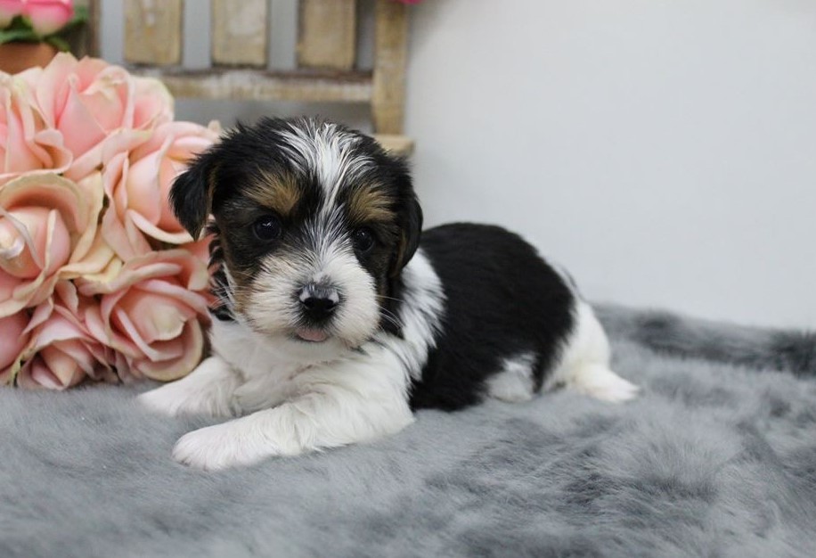 Teacup Biewer Terrier