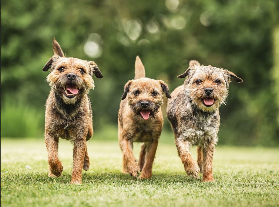 Terrier Images