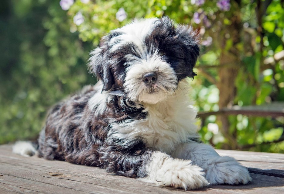 Tibetan Terrier Breeders