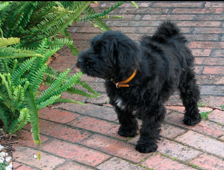 Tibetan Terrier Mix