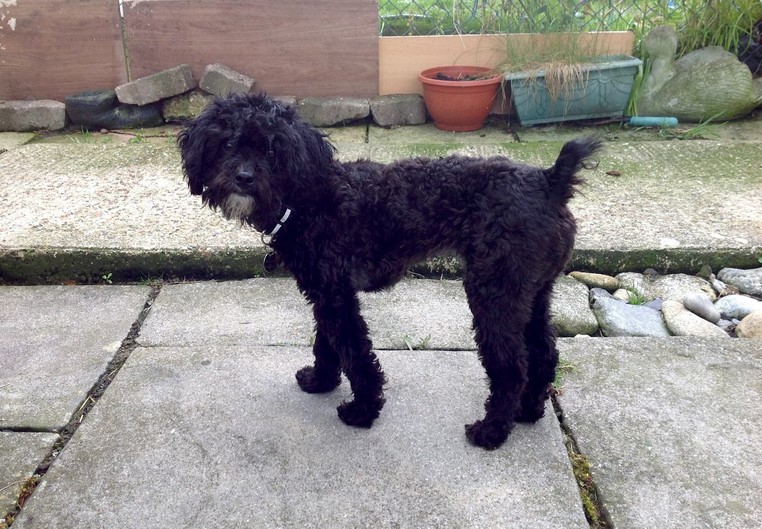 Tibetan Terrier Poodle Mix