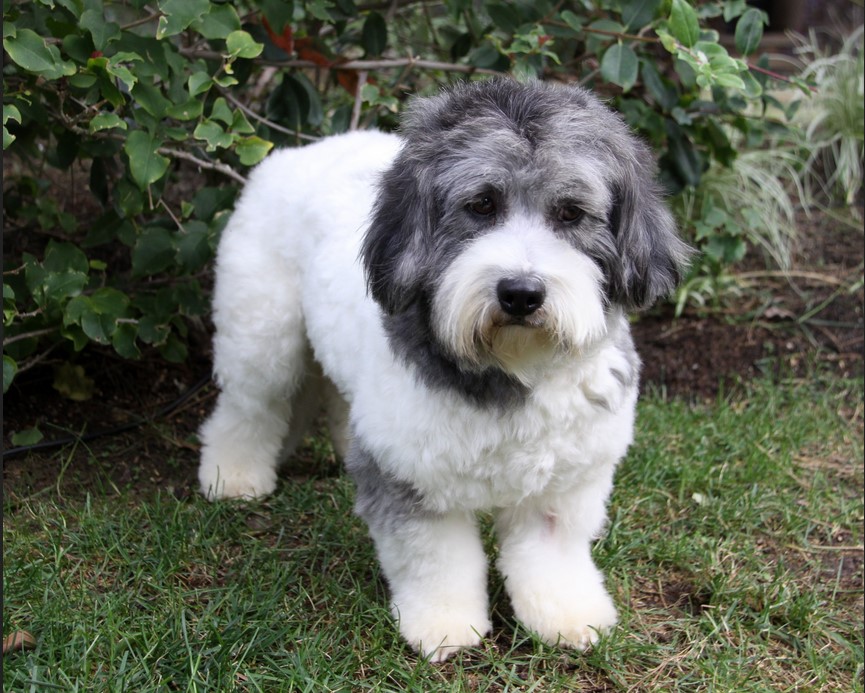 Tibetan Terrier Puppies For Sale