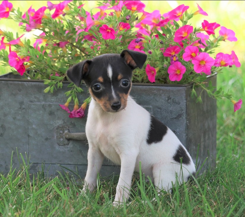 Toy Fox Terrier Puppies For Sale