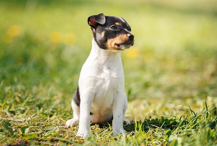 Toy Fox Terrier Rescue