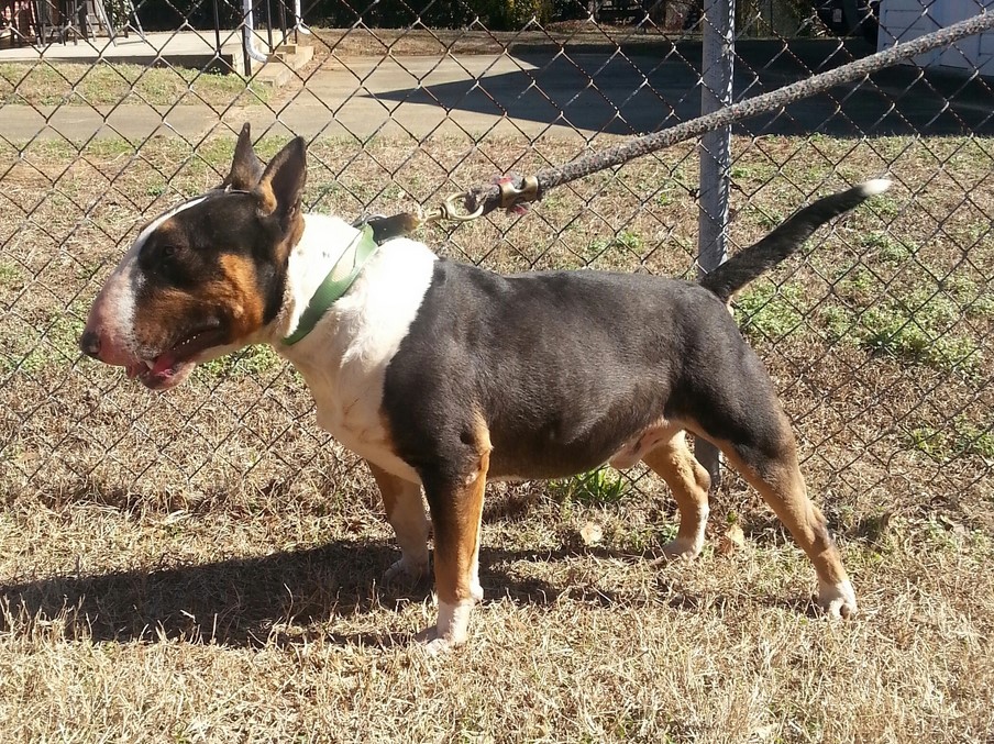 Tri Color Bull Terrier