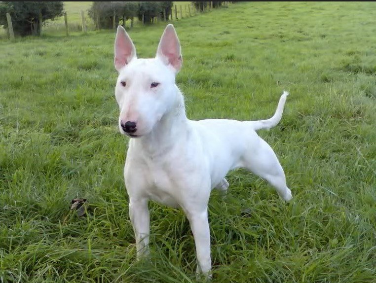 Walter Bull Terrier