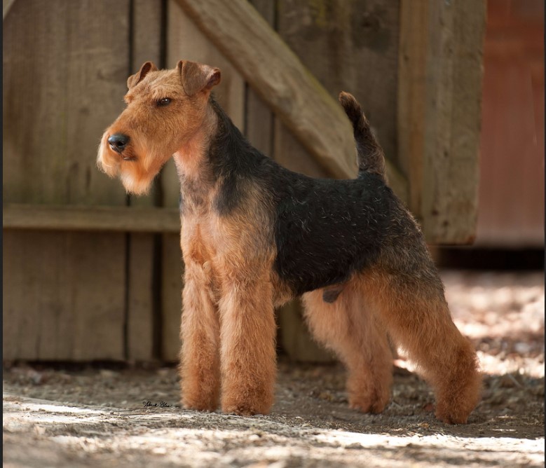 Welsh Terrier Breeders