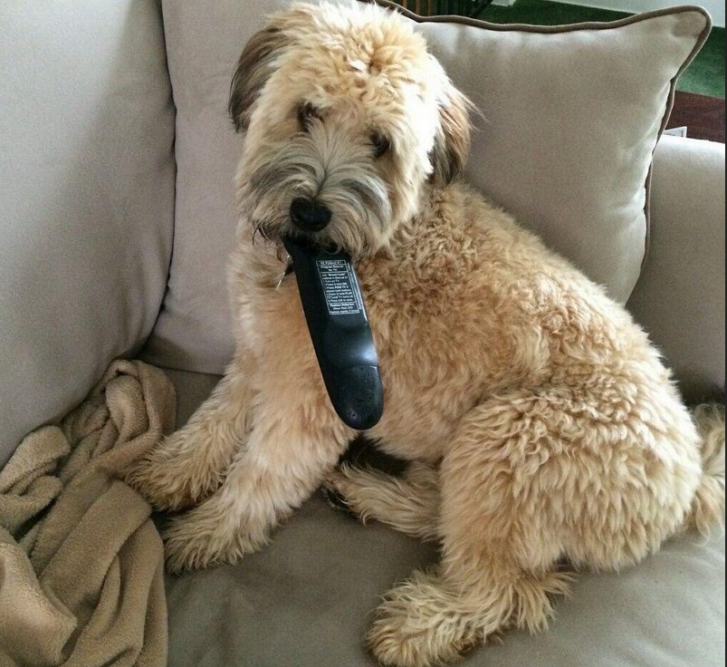 Wheaten Terrier Haircut