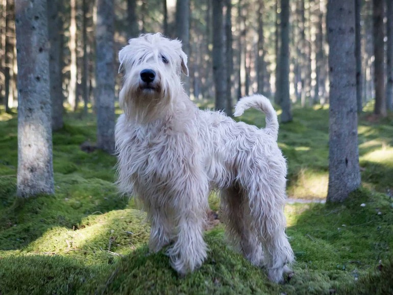 Wheaten Terrier Hypoallergenic